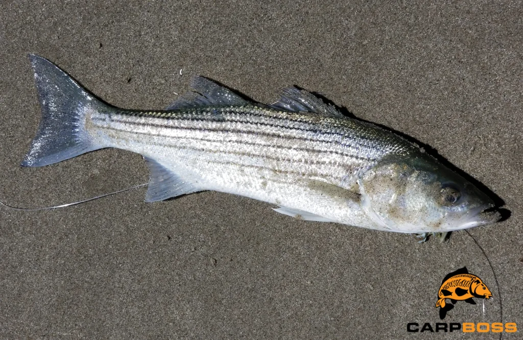 braid-or-mono-for-striped-bass