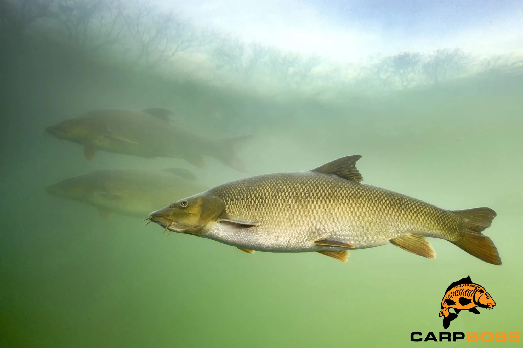 where-to-fish-for-barbel