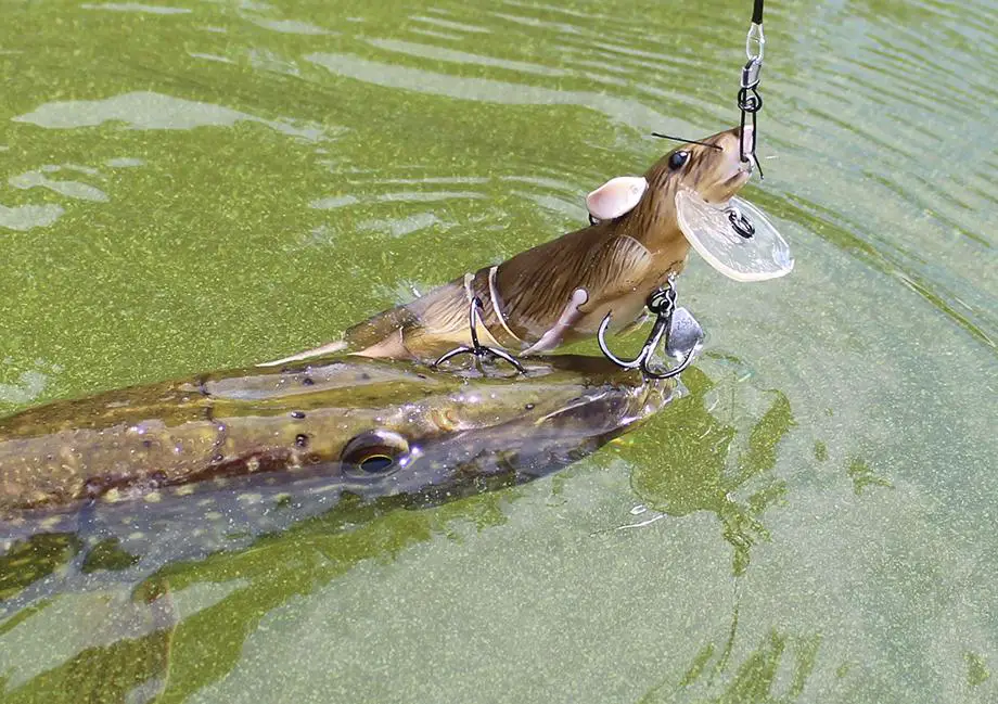 rat-lures-for-pike