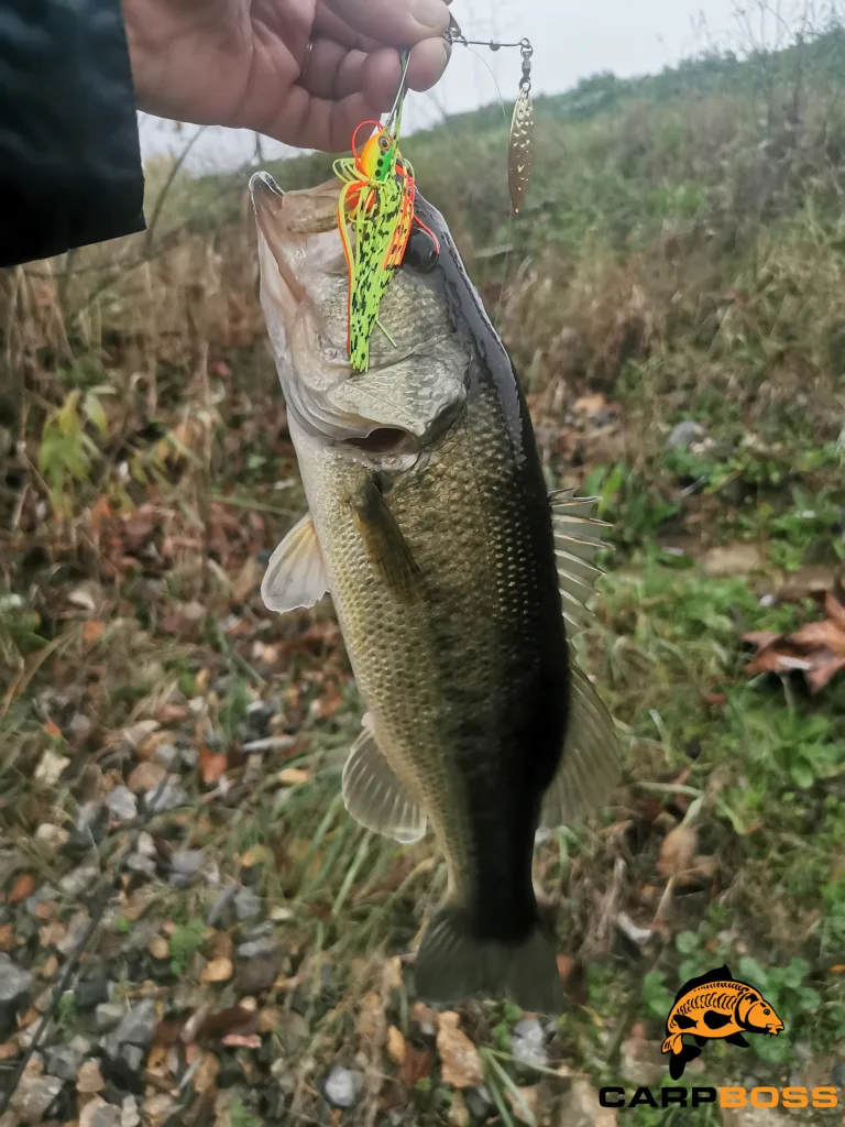 Image shows an example of bass caught on a spinner bait with the fluorocarbon leader.